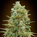 Auto Do-Si-Dos Cookies (x3) - 00 Seeds