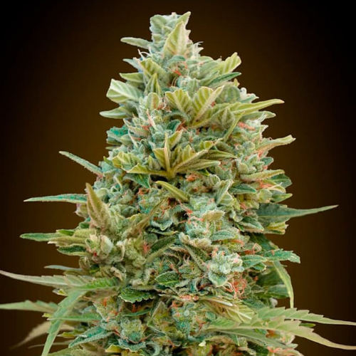 Auto Do-Si-Dos Cookies (x3) - 00 Seeds + 1 semilla de regalo