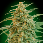 Auto Gorilla (x3) - 00 Seeds