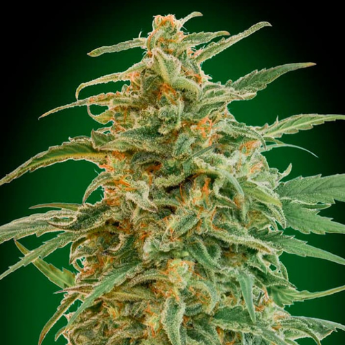 Auto Gorilla (x3) - 00 Seeds + 1 semilla de regalo