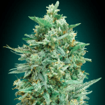 Auto Northern Lights XXL (x3) - 00 Seeds
