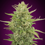 Auto super skunk (x3) - 00 Seeds