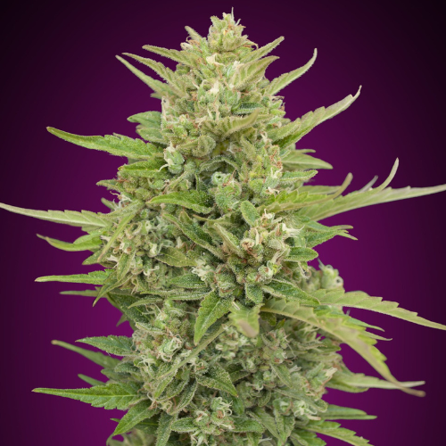 Auto super skunk (x3) - 00 Seeds + 1 semilla regalo