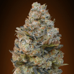 Chocolate Skunk Fem (x3) - 00 Seeds