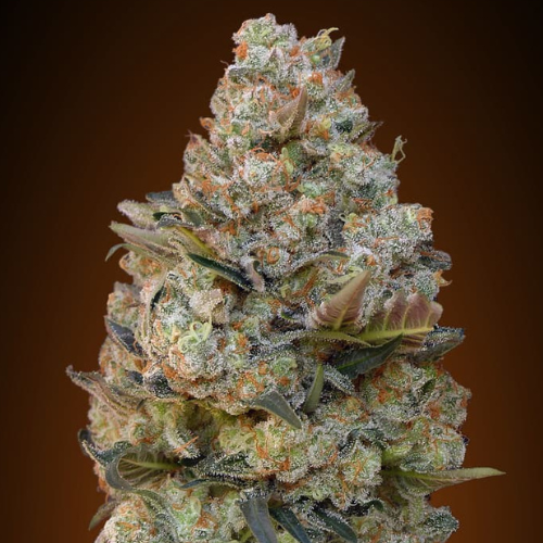 Chocolate Skunk Fem (x3) - 00 Seeds + 1 semilla de regalo