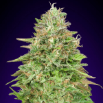 Critical Poison Fast Fem (x3) - 00 Seeds