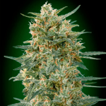 Gorilla Fast Fem (x3) - 00 Seeds