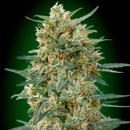 Gorilla Fast Fem (x3) - 00 Seeds + 1 semilla de regalo