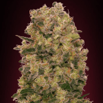 Caramel Kush Fem (x3) - 00 Seeds