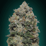 Northern Lights Fem (x3) - 00 Seeds