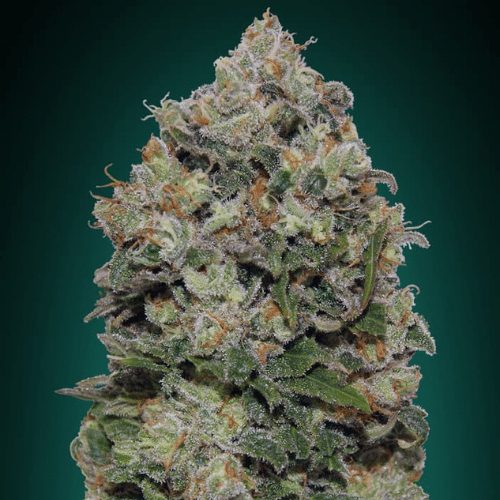 Northern Lights Fem (x3) - 00 Seeds + 1 semilla de regalo
