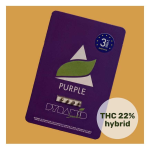 Purple de Pyramid seeds