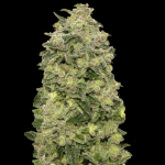 Auto Afghan skunk