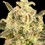 Auto Biodiesel mass xxl