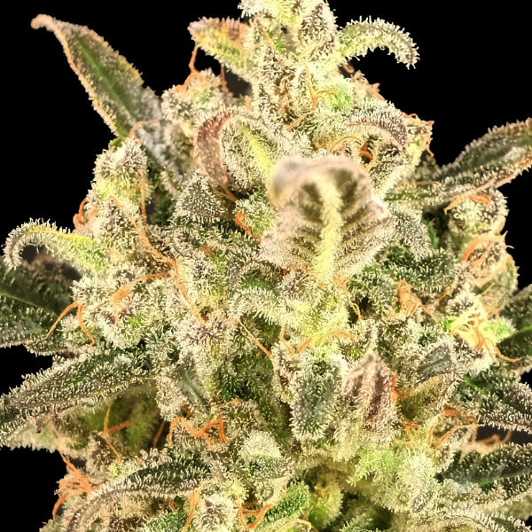 Auto Biodiesel mass xxl