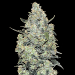 Auto critical mass