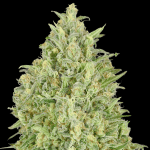 Auto pineapple glue