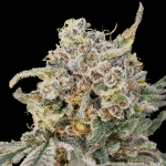 Auto Somango