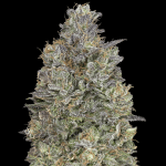 Critical purple kush