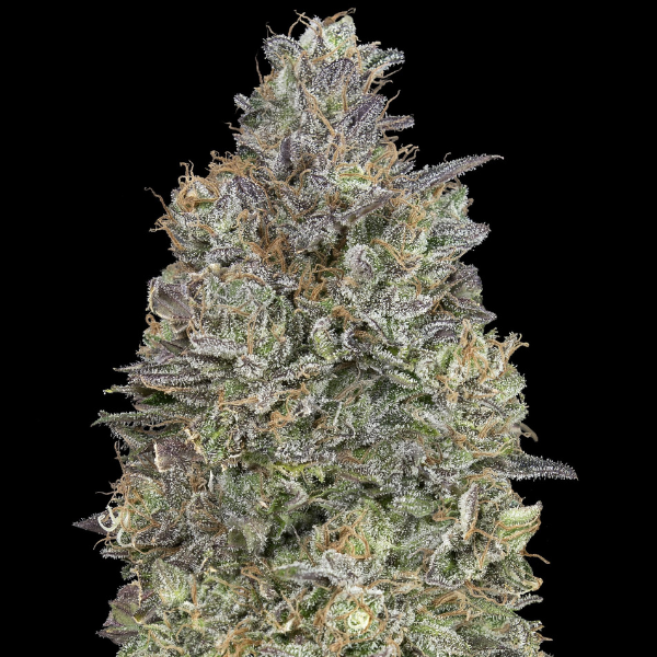 Critical purple kush