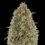 Gorilla blue