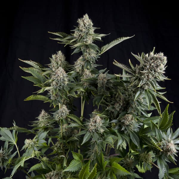 White Widow CBD de Pyramid Seeds