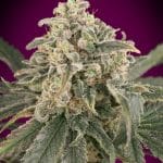 Auto Amnesia XXL (x3)+1