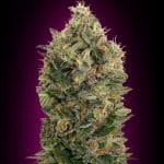 Auto Black Diesel (x3)+1