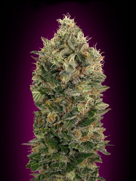 Auto Black Diesel (x3)+1