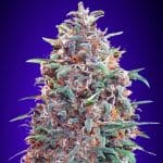 Auto Purple Diesel