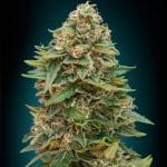 Auto Skunk 47