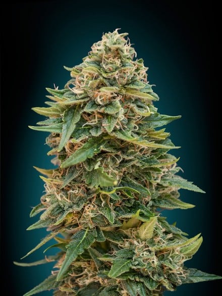 Auto Skunk 47 (x3)+1