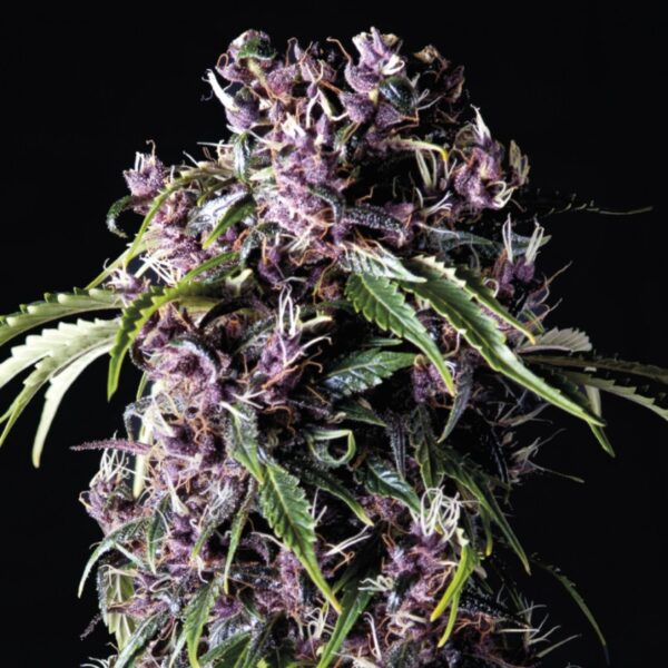 Purple de Pyramid Seeds