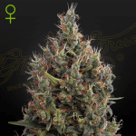 Big Bang Auto (x3) - Green House Seeds