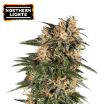 Northern Lights Auto (x3) Seedstockers
