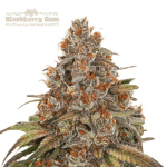 Blackberry Gum Auto (x3) Seedstockers