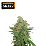 AK420 Auto (x3) - Seedstockers