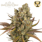 Santa Marta Haze Auto (x3) - Seedstockers