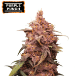 Purple Punch Fem (x3) Seedstockers