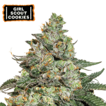 Girl Scout Cookies Auto (x3) Seedstockers