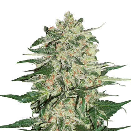 Big Bud (x3) Seed Stockers