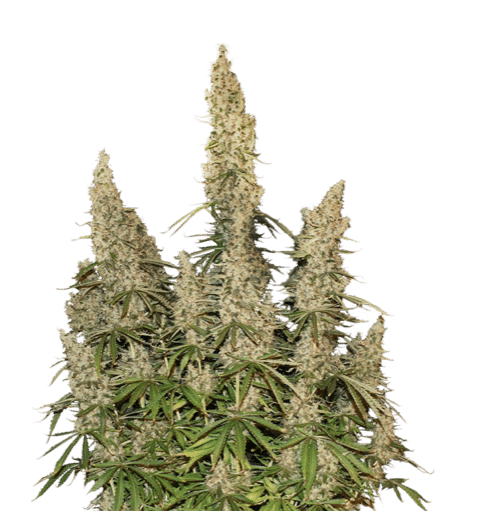 White Widow Auto (x3) Seed Stockers