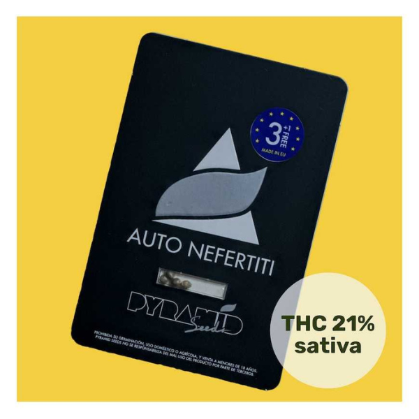 auto nefertiti