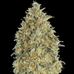 auto gorilla blue