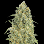 auto strawberry gum