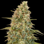Auto Zkittlez