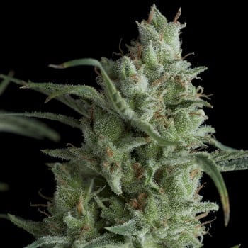 Kryptonite de Pyramid Seeds