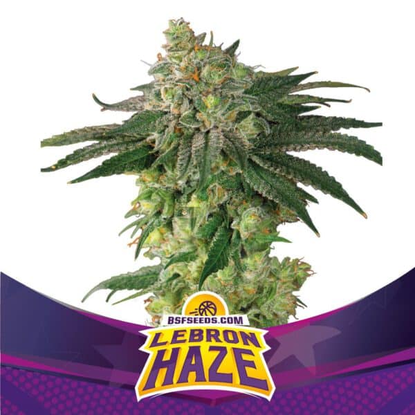 Lebron Haze XXL auto (x4)