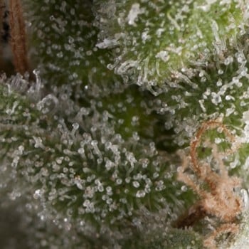 Auto Fresh Candy de Pyramid Seeds