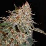 Black Diesel